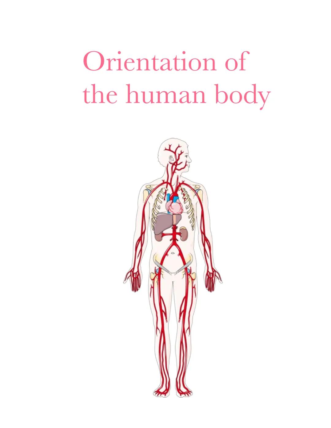 Orientation of
the human body Muscular System.
functions:
Body movement.
0
• maintains posture.
produces heat
nervous System
Functions:
• De