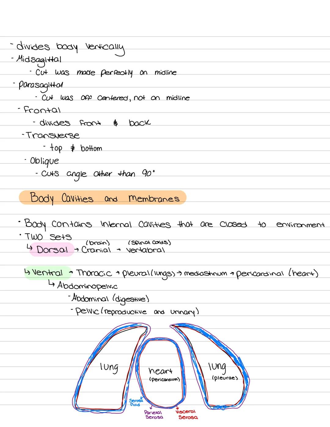 Orientation of
the human body Muscular System.
functions:
Body movement.
0
• maintains posture.
produces heat
nervous System
Functions:
• De