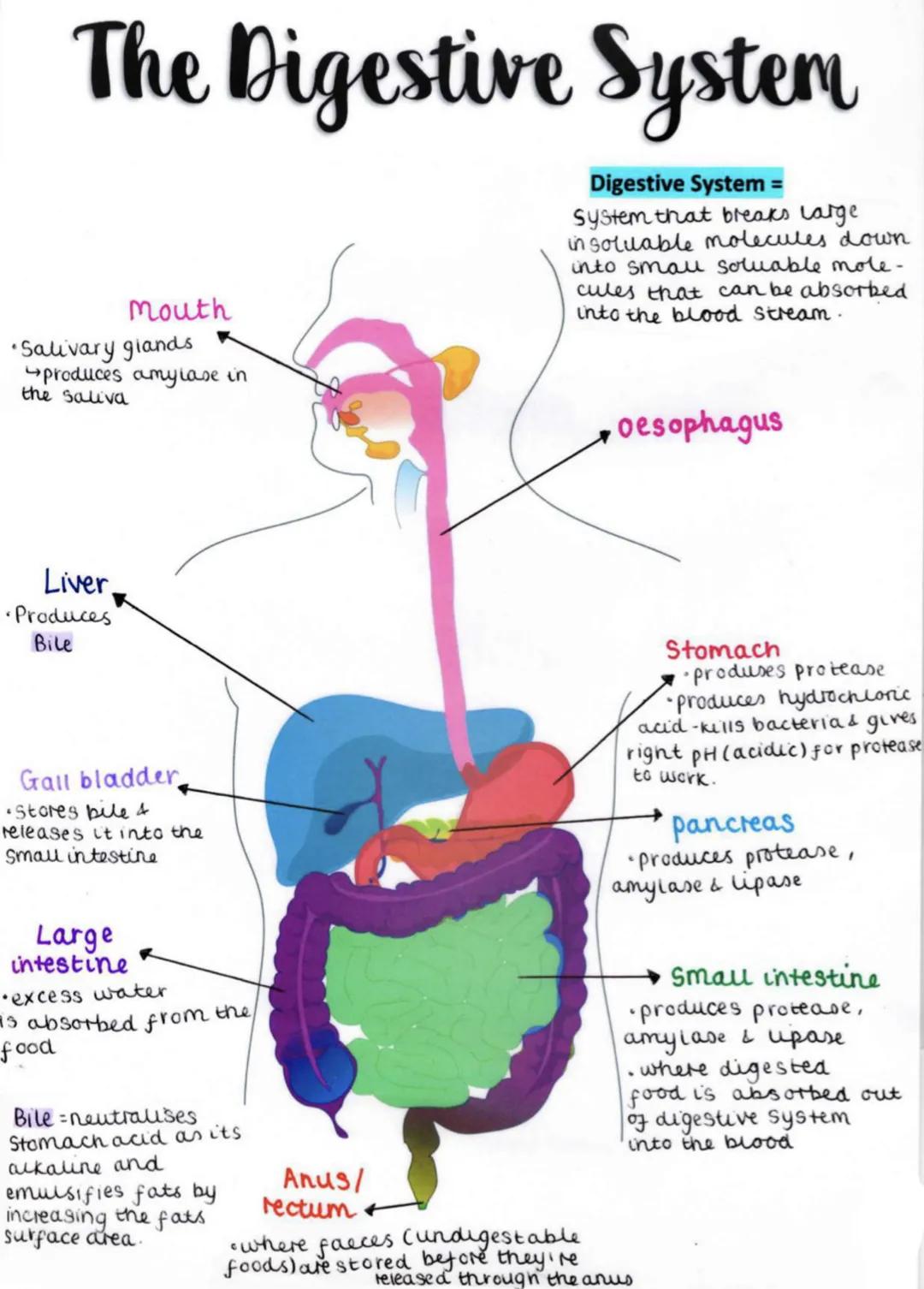 The Digestive System
Digestive System =
System that breaks large.
in soluable molecules down
into smau soluable mole-
cules that can be abso