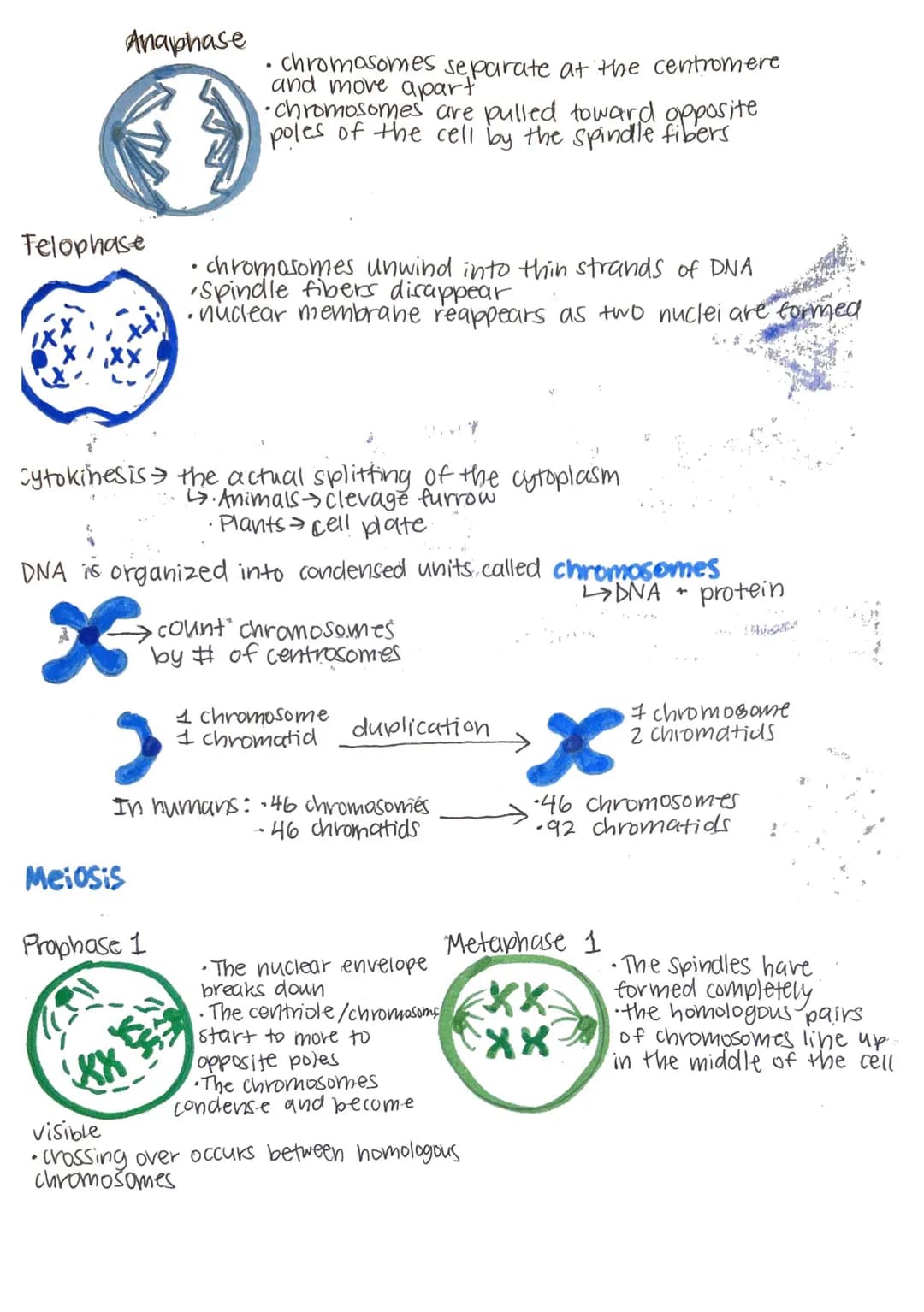 mitosis and meiosis
01
cell cycle
Cytokine
mitosis
G₁
Prophase
Metaphase
phase
G₁ Phase: active growth.
• protein synthesis
makes organelles