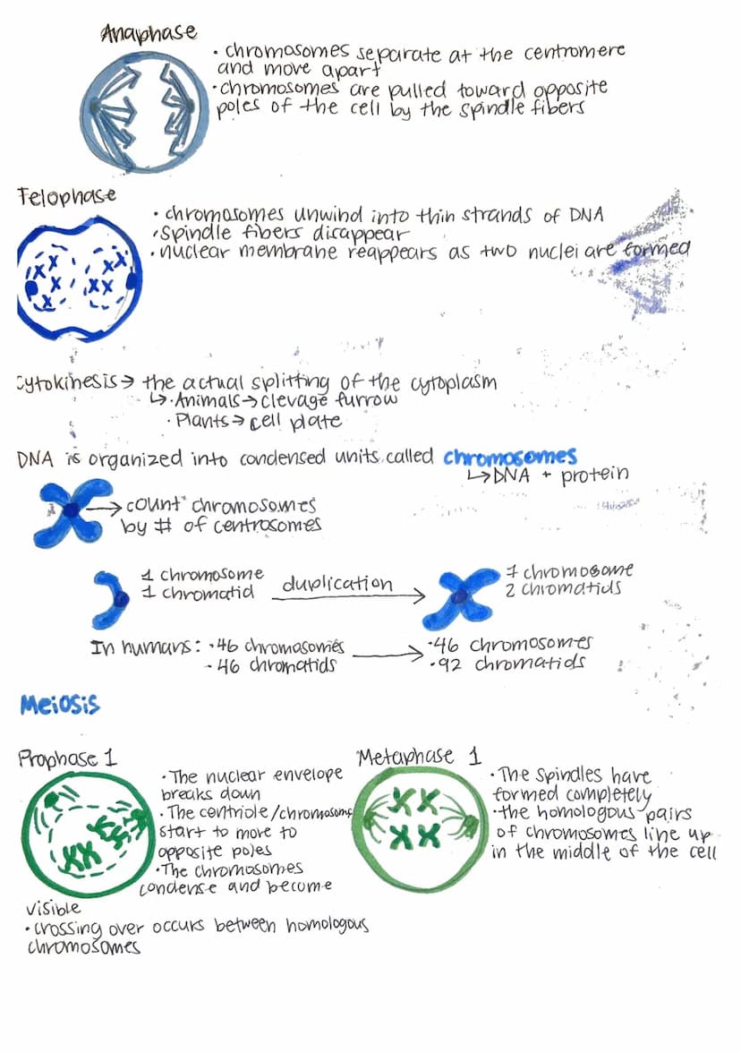 mitosis and meiosis
01
cell cycle
Cytokine
mitosis
G₁
Prophase
Metaphase
phase
G₁ Phase: active growth.
• protein synthesis
makes organelles