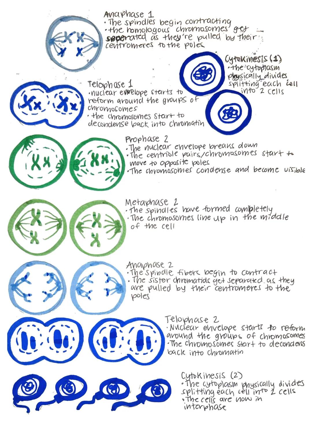 mitosis and meiosis
01
cell cycle
Cytokine
mitosis
G₁
Prophase
Metaphase
phase
G₁ Phase: active growth.
• protein synthesis
makes organelles