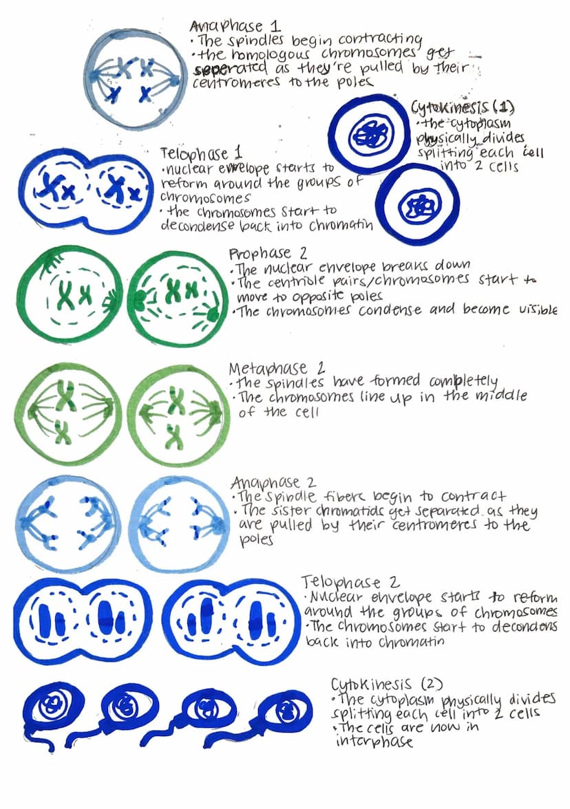 mitosis and meiosis
01
cell cycle
Cytokine
mitosis
G₁
Prophase
Metaphase
phase
G₁ Phase: active growth.
• protein synthesis
makes organelles