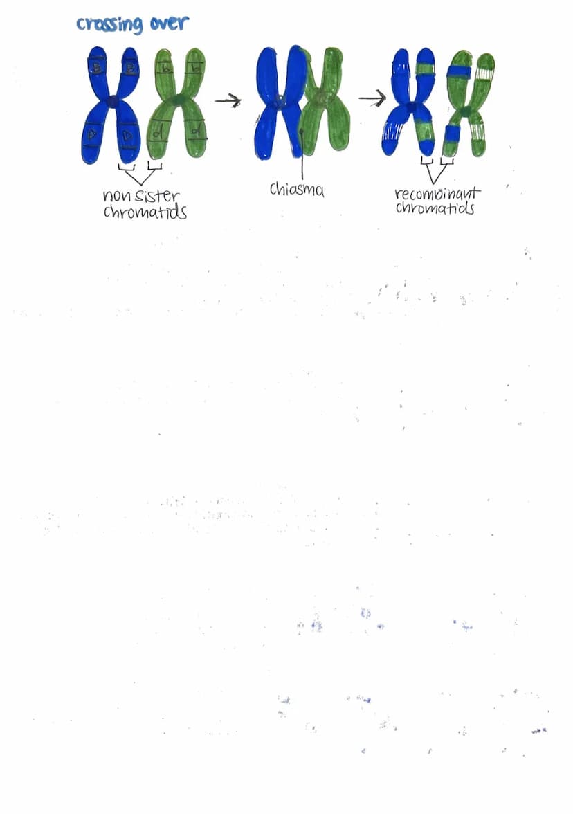 mitosis and meiosis
01
cell cycle
Cytokine
mitosis
G₁
Prophase
Metaphase
phase
G₁ Phase: active growth.
• protein synthesis
makes organelles