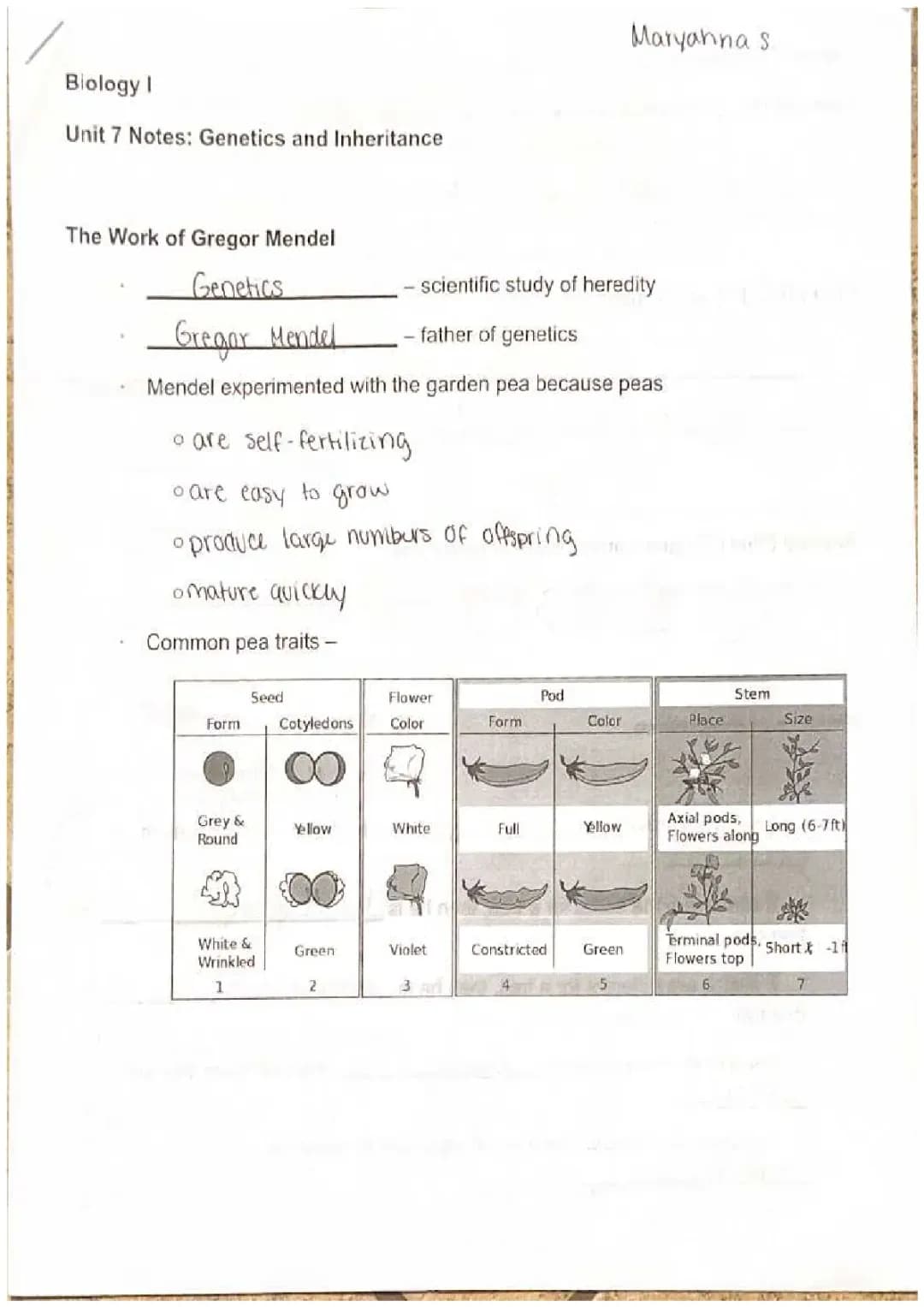 Discover Gregor Mendel's Cool Pea Plant Experiments and How They Help Us Understand Genetics!