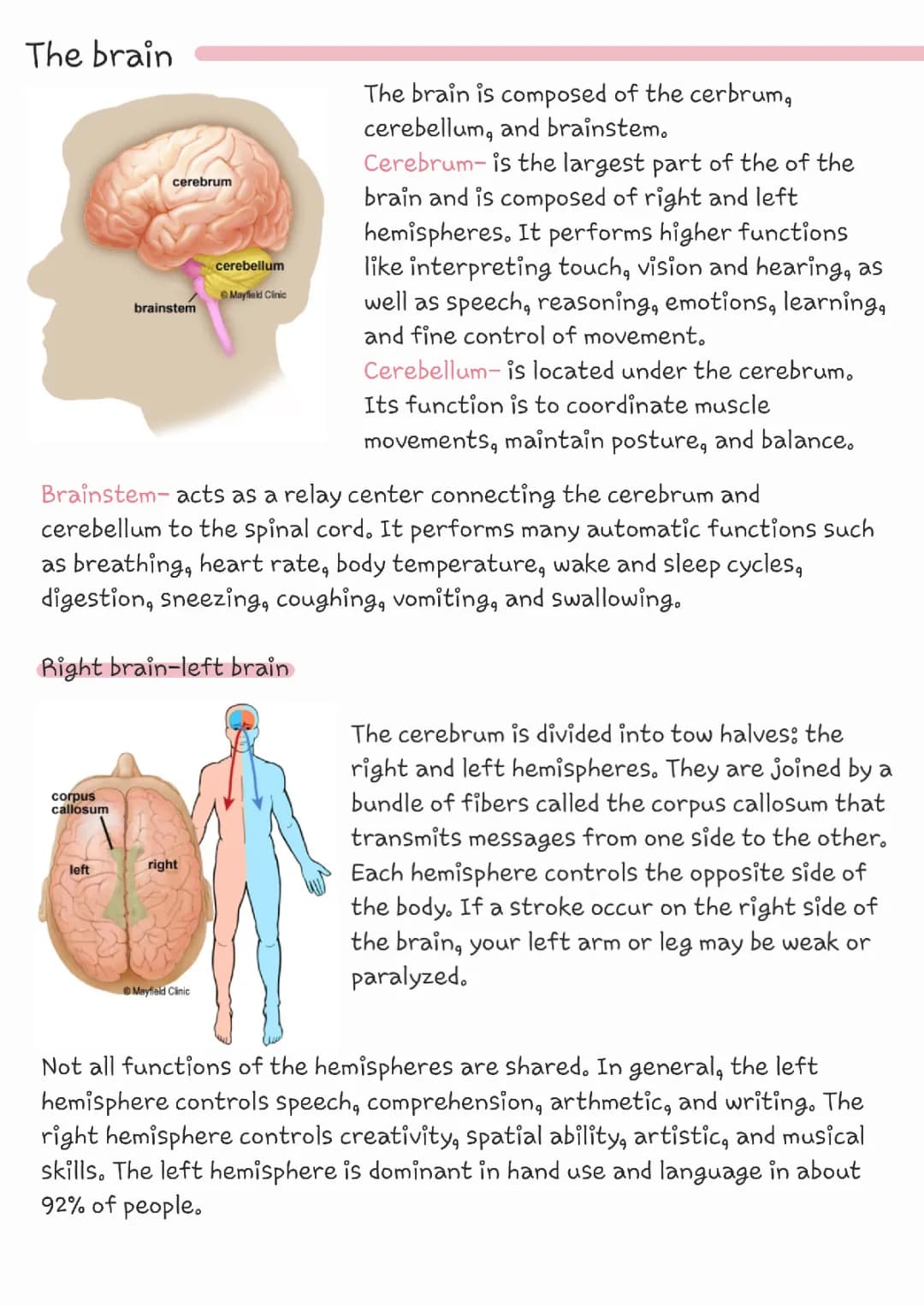 Brain anatomy
