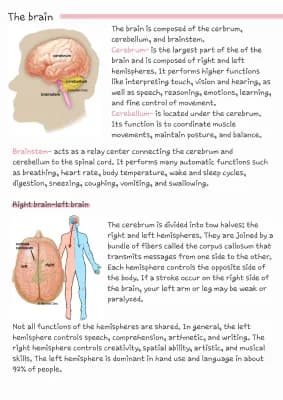 Know Brain anatomy thumbnail