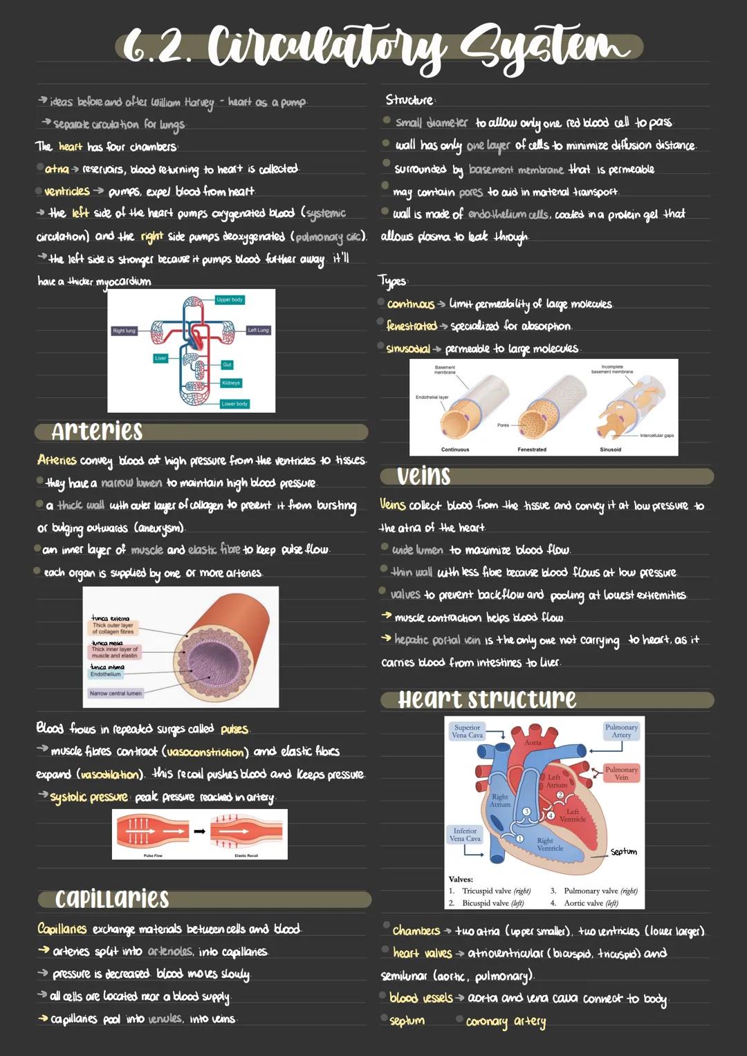 IB Biology - 6.2. Circulatory system