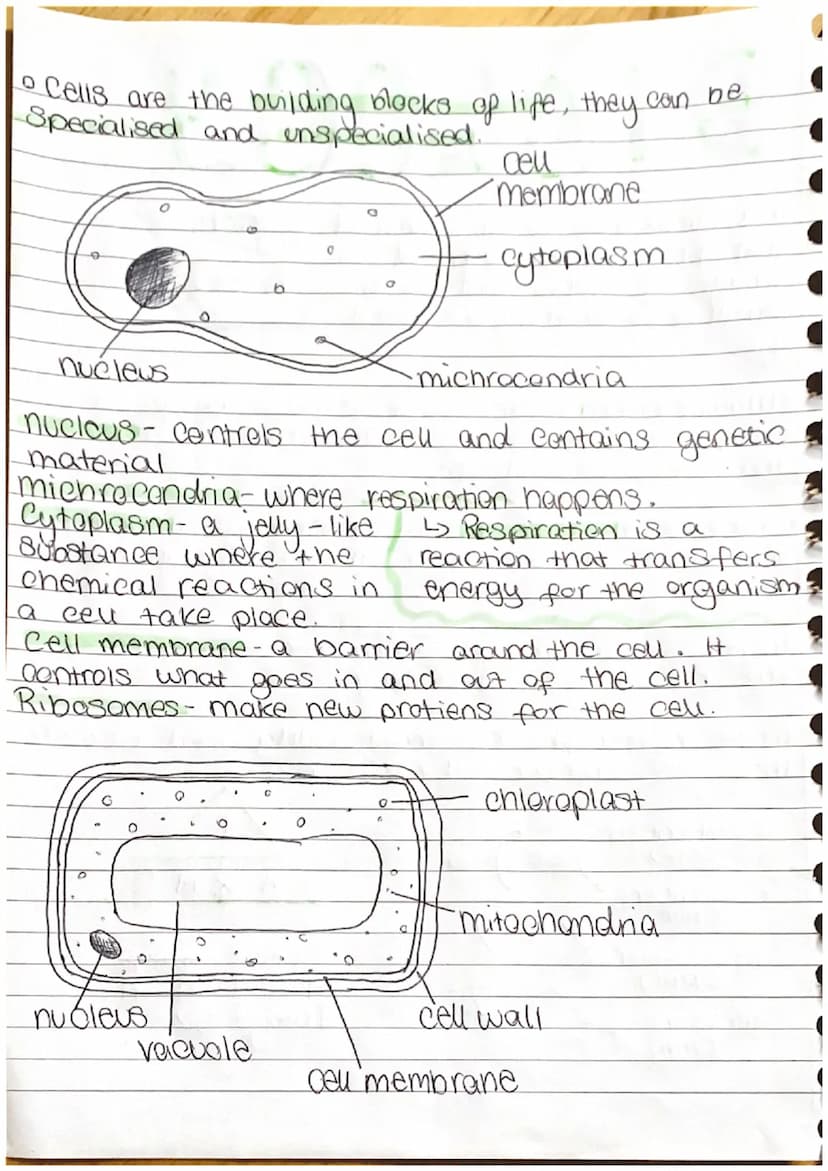 BIOLOGY
。 a microscope is an instrument.
that produces a magnified.
image of objects that are too notes
Small to be seen by the naked
eye.
•
