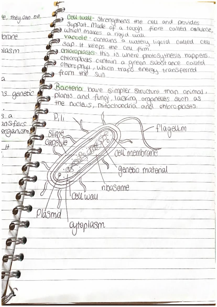 BIOLOGY
。 a microscope is an instrument.
that produces a magnified.
image of objects that are too notes
Small to be seen by the naked
eye.
•