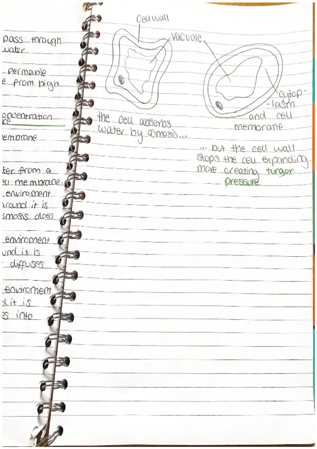 BIOLOGY
。 a microscope is an instrument.
that produces a magnified.
image of objects that are too notes
Small to be seen by the naked
eye.
•