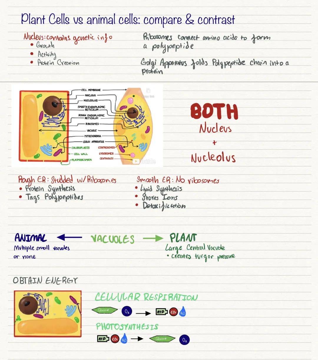 Plant Cells vs animal cells: compare & contrast
Nucleus: contains genetic info
●
●
●
Growth
Activity
Protein Creation
ANIMAL
Multiple small 