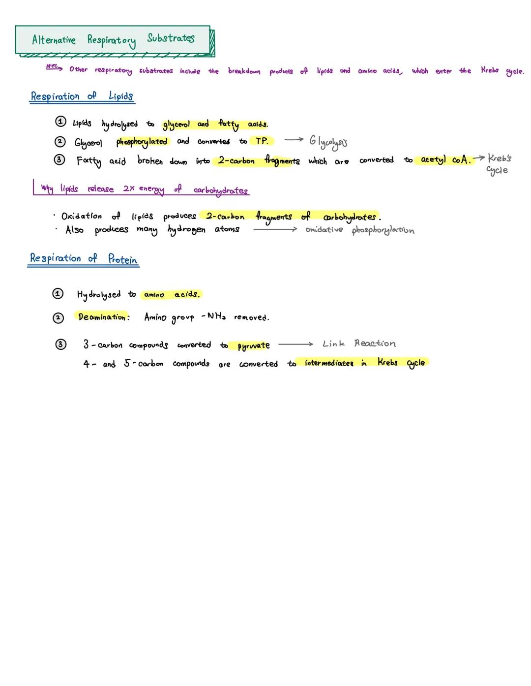 The Chemiosmotic Theory of Oxidative Phosphorylation
Inter-membranal
Space
(high conc. of Ht)
Mitochondrial
Matrix
(low concentration
of H+)