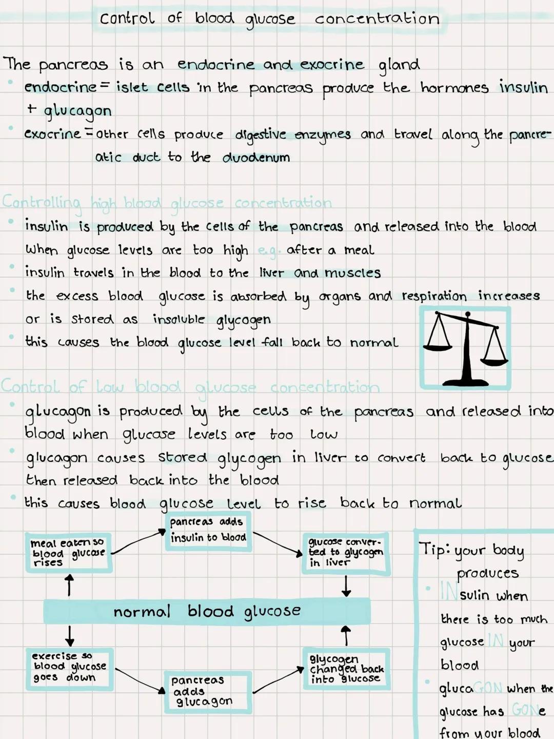 # Control of blood glucose concentration

The pancreas is an endocrine and exocrine gland
*   endocrine = islet cells in the pancreas produc
