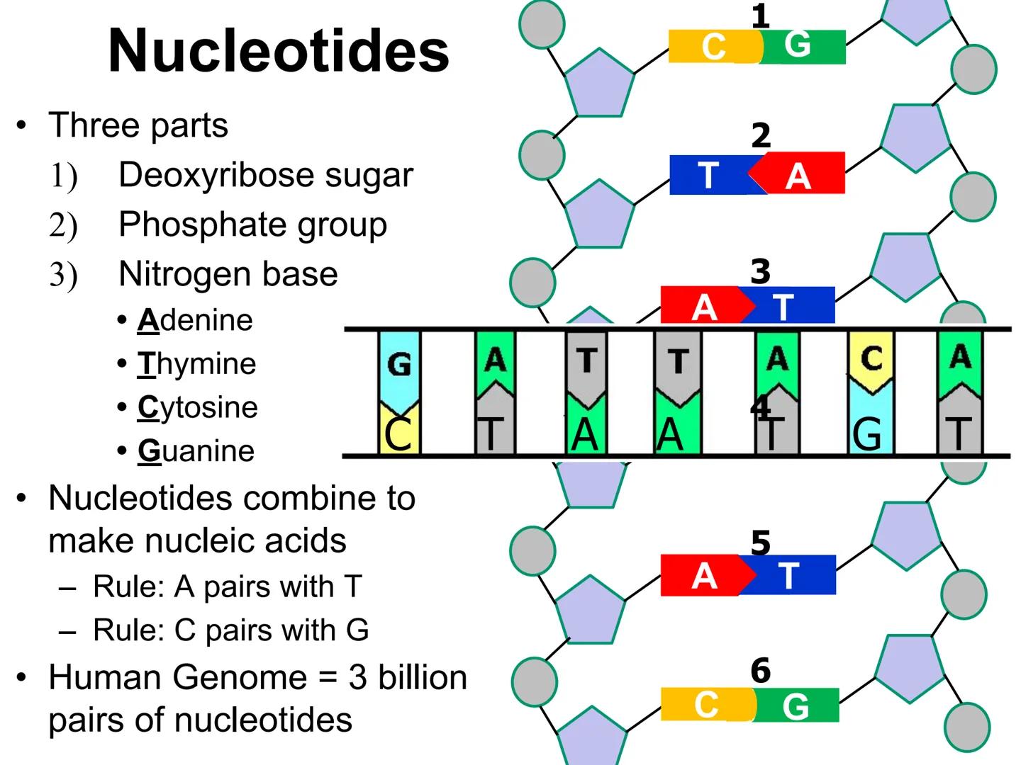 0010
1 1
0
0
0 1000110000001000 R
010000000000076
1
0 0 0 0 0 0 100000000GACTG01100000010
0000000000000101000
01110
0
111111001016GCTC
0
1 1