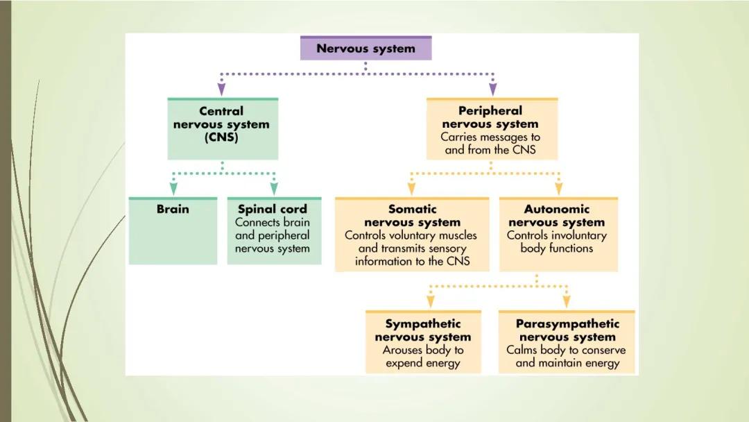 How Your Body Gets Ready to Fight or Run: The Sympathetic Nervous System