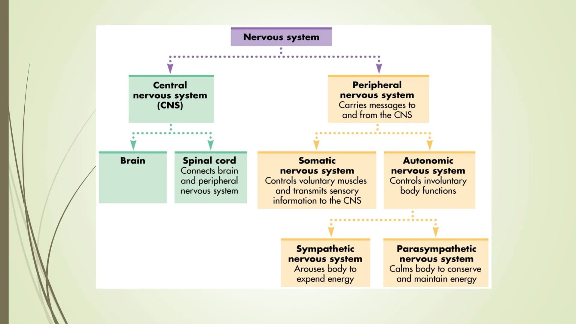 Central
nervous system
(CNS)
Brain
Spinal cord
Connects brain
and peripheral
nervous system
Nervous system
Peripheral
nervous system
Carries