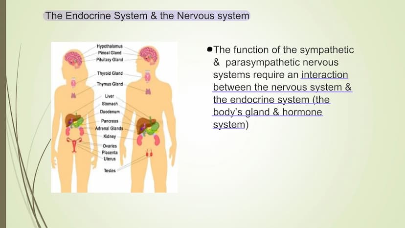 Central
nervous system
(CNS)
Brain
Spinal cord
Connects brain
and peripheral
nervous system
Nervous system
Peripheral
nervous system
Carries