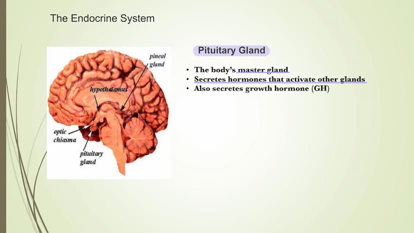 Central
nervous system
(CNS)
Brain
Spinal cord
Connects brain
and peripheral
nervous system
Nervous system
Peripheral
nervous system
Carries