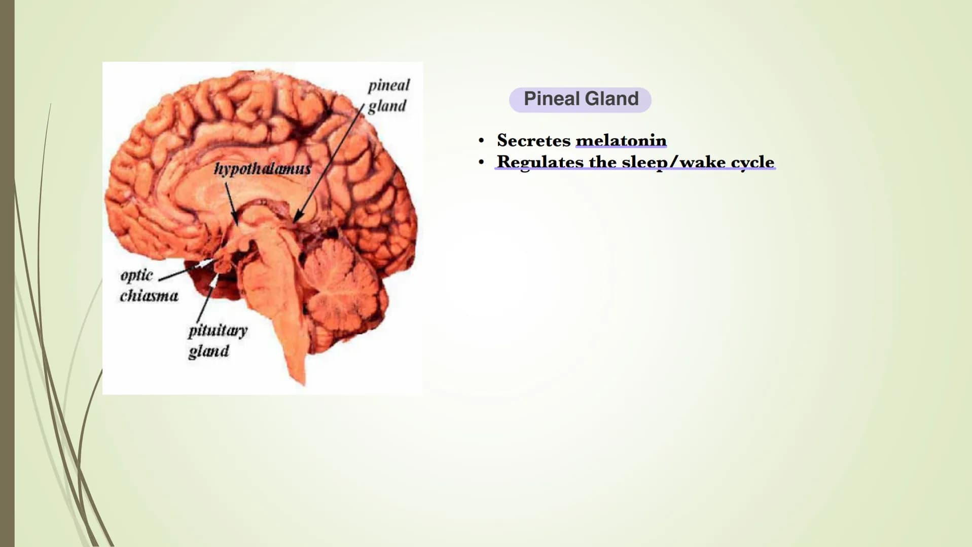 Central
nervous system
(CNS)
Brain
Spinal cord
Connects brain
and peripheral
nervous system
Nervous system
Peripheral
nervous system
Carries