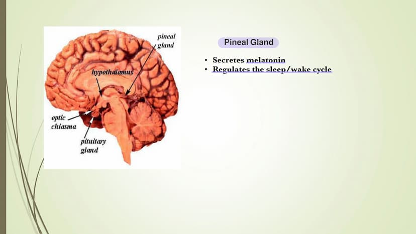 Central
nervous system
(CNS)
Brain
Spinal cord
Connects brain
and peripheral
nervous system
Nervous system
Peripheral
nervous system
Carries