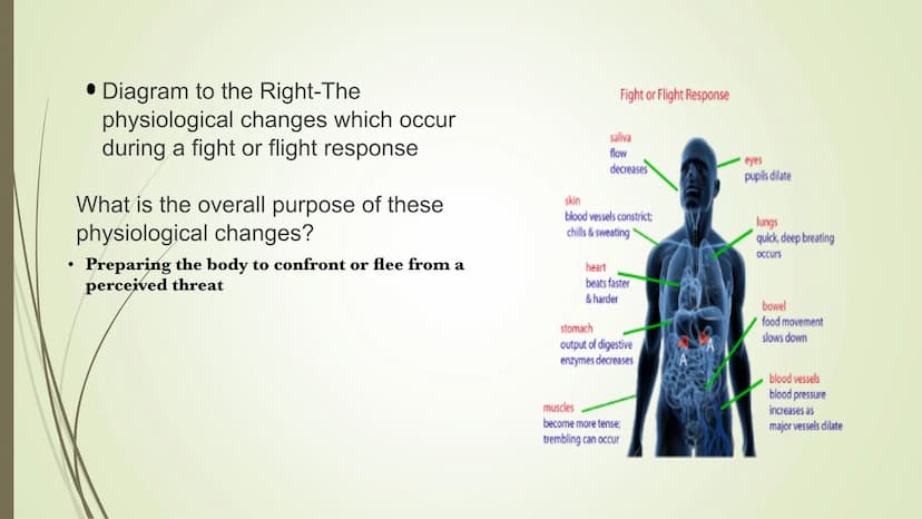 Central
nervous system
(CNS)
Brain
Spinal cord
Connects brain
and peripheral
nervous system
Nervous system
Peripheral
nervous system
Carries