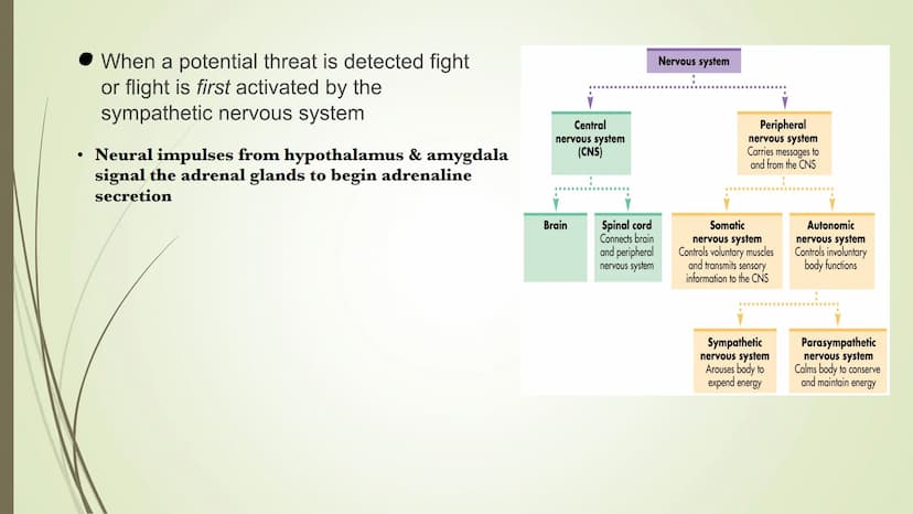 Central
nervous system
(CNS)
Brain
Spinal cord
Connects brain
and peripheral
nervous system
Nervous system
Peripheral
nervous system
Carries