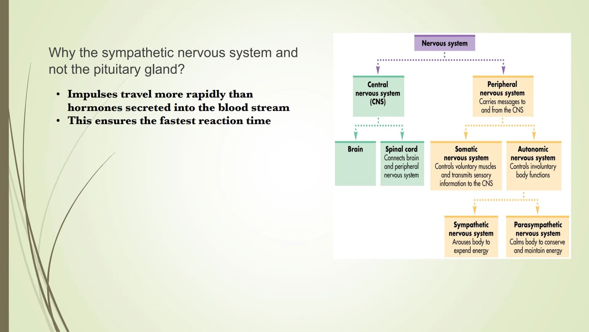 Central
nervous system
(CNS)
Brain
Spinal cord
Connects brain
and peripheral
nervous system
Nervous system
Peripheral
nervous system
Carries