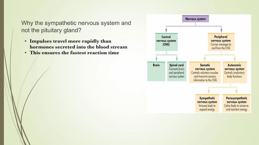 Central
nervous system
(CNS)
Brain
Spinal cord
Connects brain
and peripheral
nervous system
Nervous system
Peripheral
nervous system
Carries