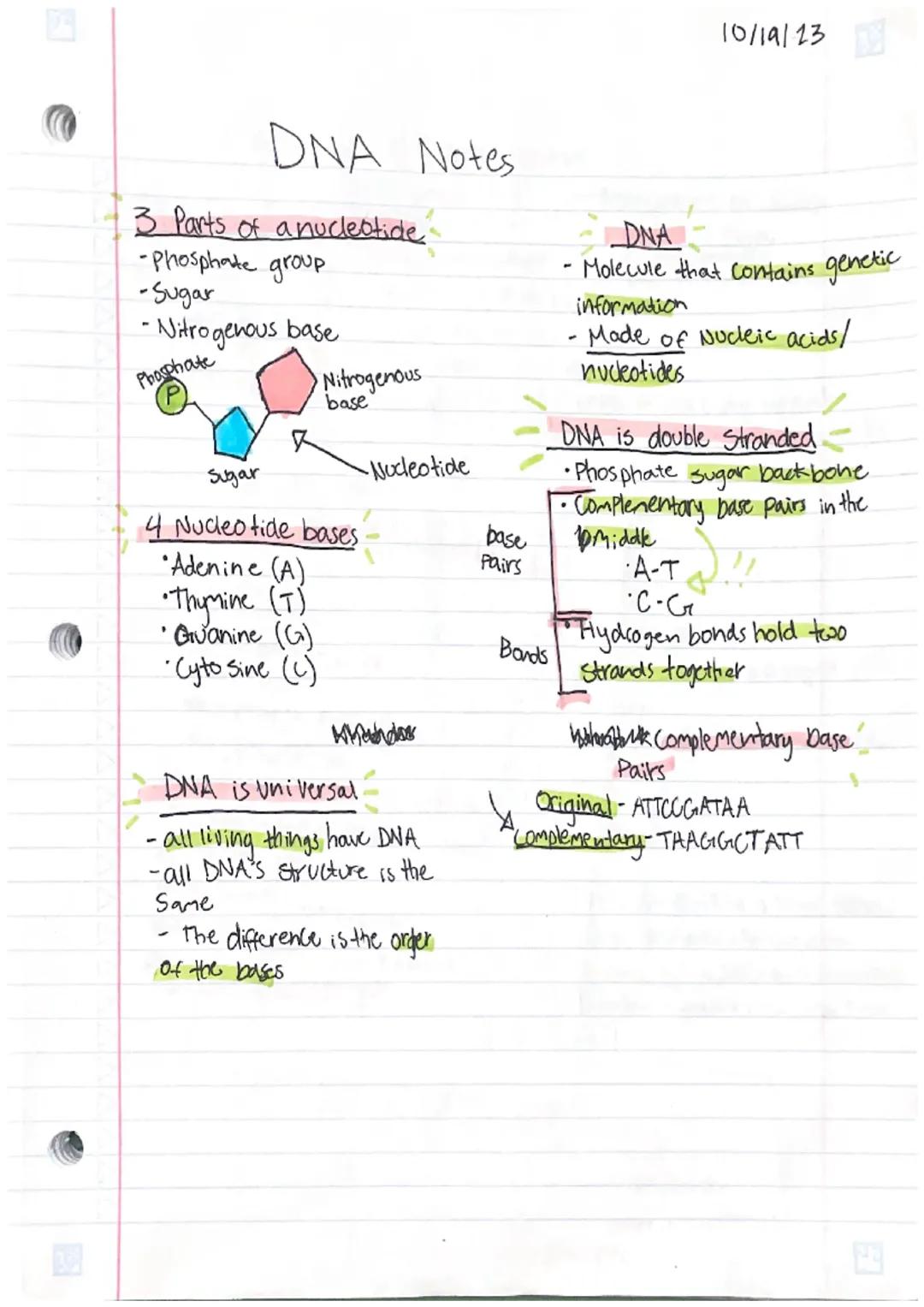 DNA Notes
3 Parts of a nucleotide
-Phosphate group
-Sugar
-Nitrogenous base
Phosphate
&
Nitrogenous
base
-
Sugar
4 Nucleotide bases.
•Adenin