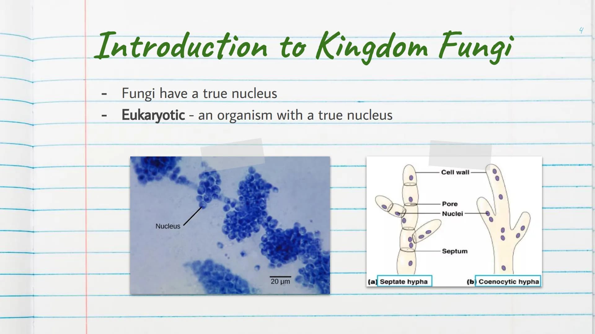 Kingdom
Fungi
is Introduction to Kingdom Fungi
-
Found living in all sorts of
environments:
Land
Air
-
Water
Even growing in/on plants
and a