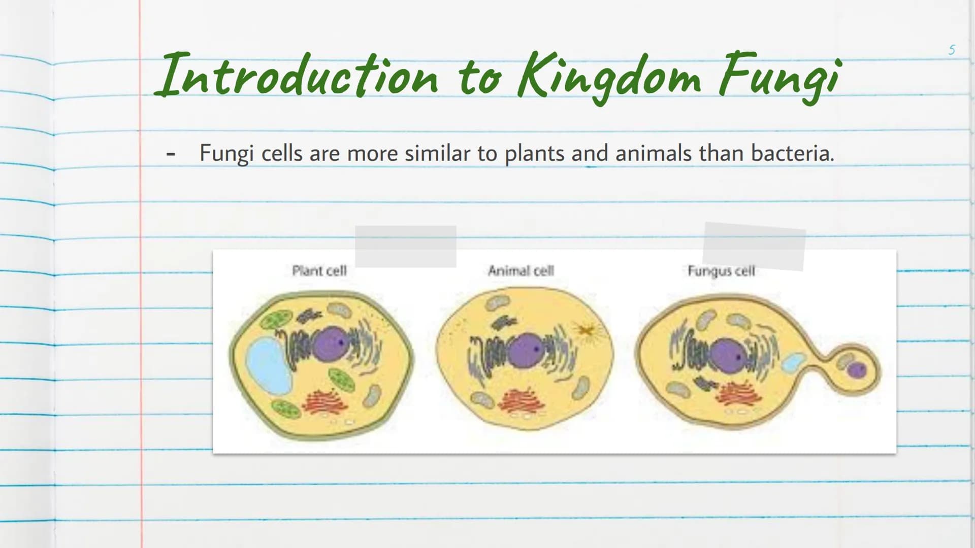 Kingdom
Fungi
is Introduction to Kingdom Fungi
-
Found living in all sorts of
environments:
Land
Air
-
Water
Even growing in/on plants
and a
