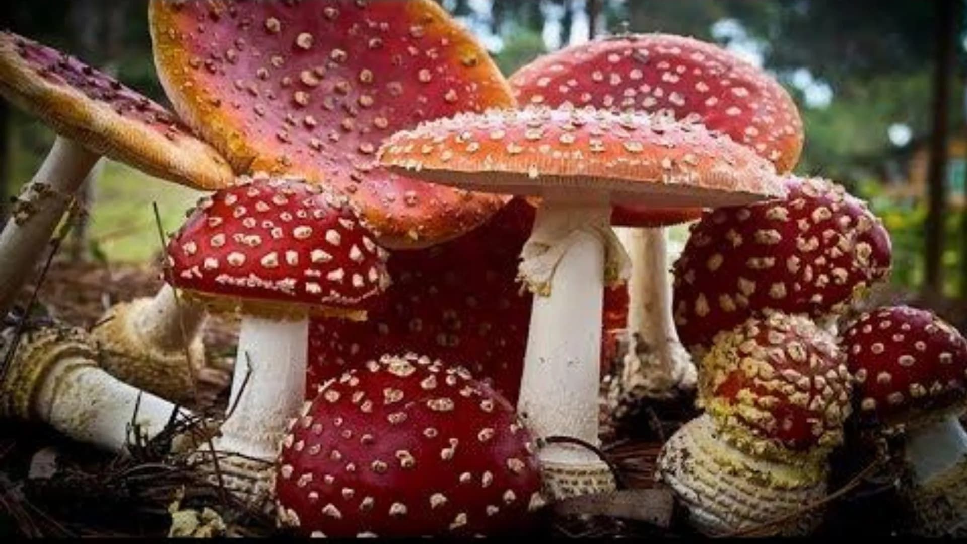 Kingdom
Fungi
is Introduction to Kingdom Fungi
-
Found living in all sorts of
environments:
Land
Air
-
Water
Even growing in/on plants
and a