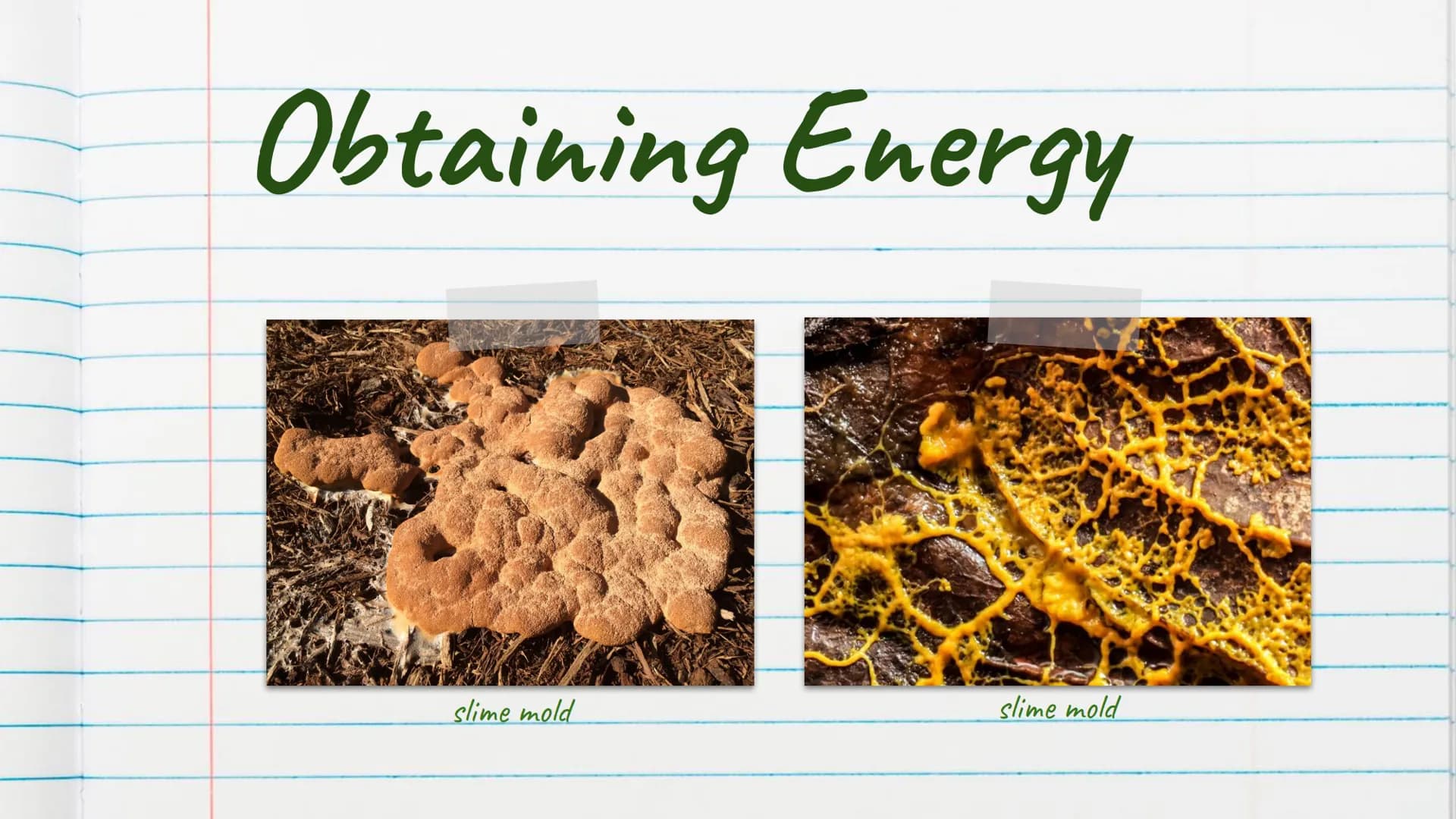 Kingdom
Fungi
is Introduction to Kingdom Fungi
-
Found living in all sorts of
environments:
Land
Air
-
Water
Even growing in/on plants
and a