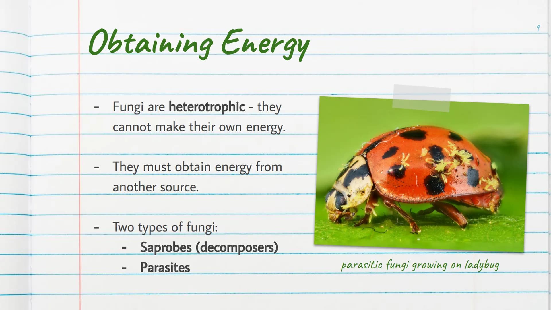 Kingdom
Fungi
is Introduction to Kingdom Fungi
-
Found living in all sorts of
environments:
Land
Air
-
Water
Even growing in/on plants
and a