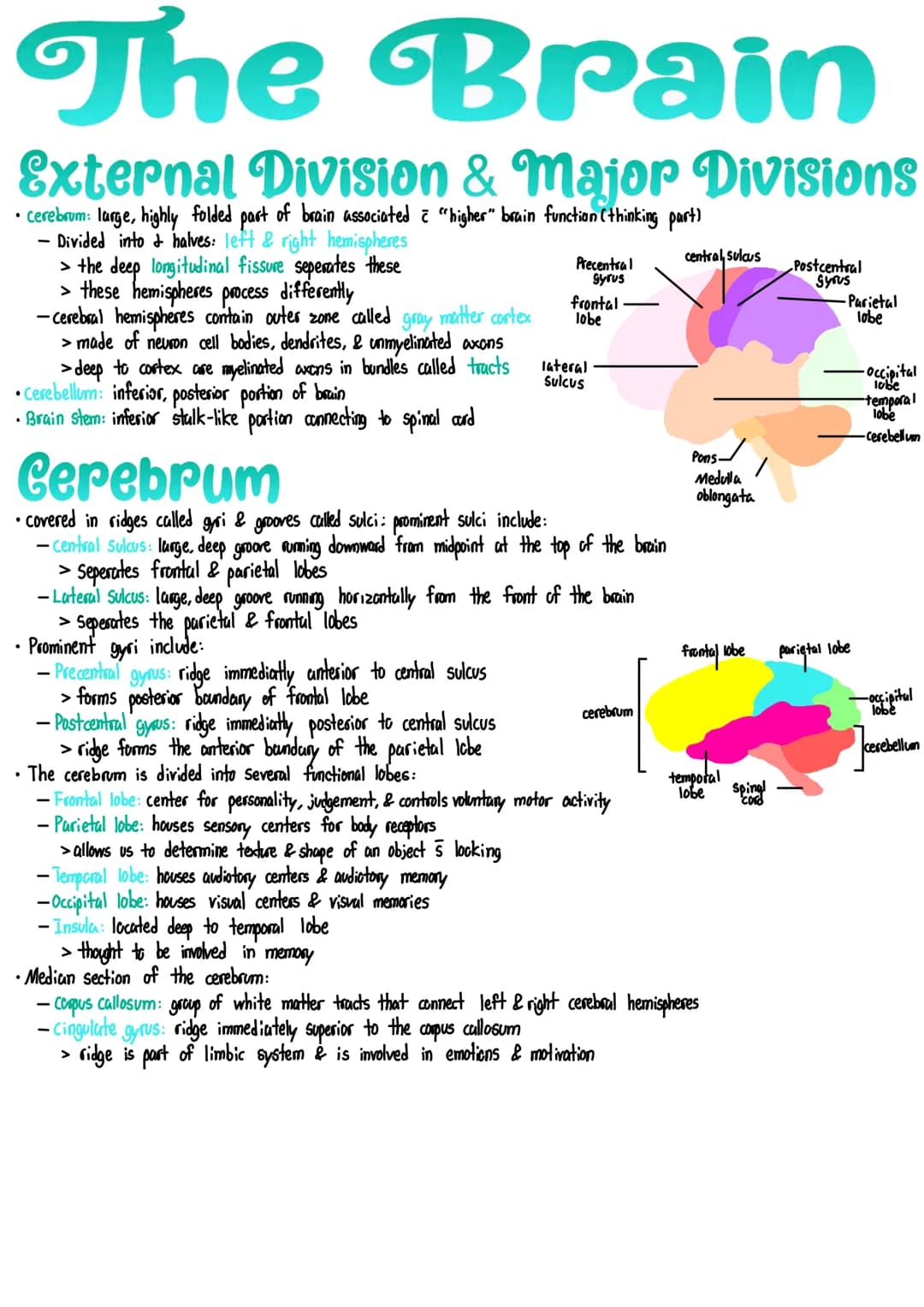 
<h2 id="externaldivisionmajordivisions">External Division &amp; Major Divisions</h2>
<p>The cerebrum is a large, highly folded part of the 