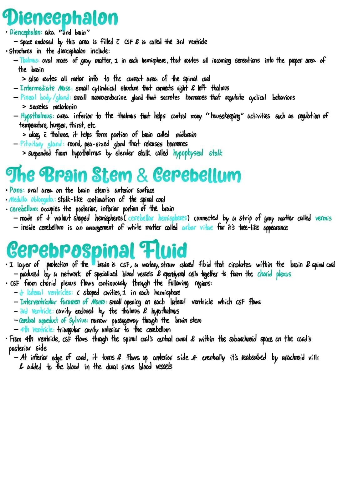 
<h2 id="externaldivisionmajordivisions">External Division &amp; Major Divisions</h2>
<p>The cerebrum is a large, highly folded part of the 