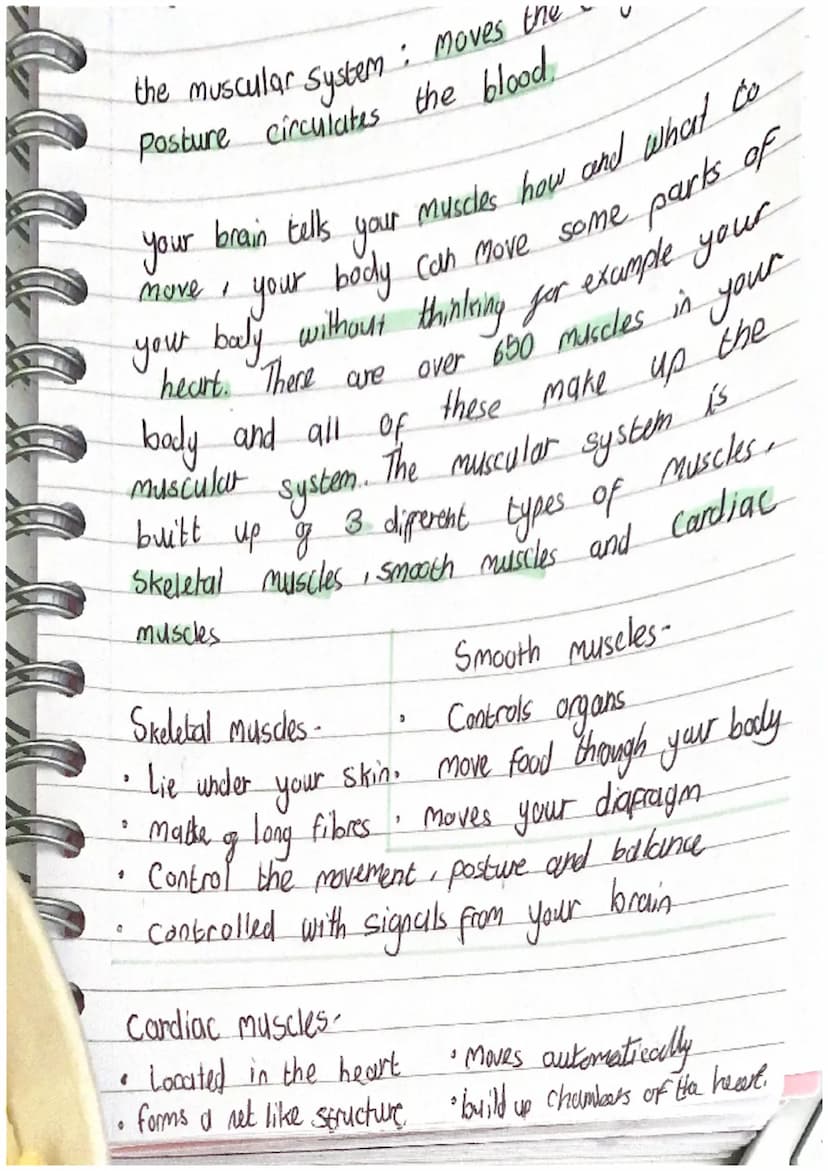 •
"
O
>
0
daliyah. c <3
System
the muscular system : moves the body, gives
posture circulates the blood.
your brain tells your muscles how a