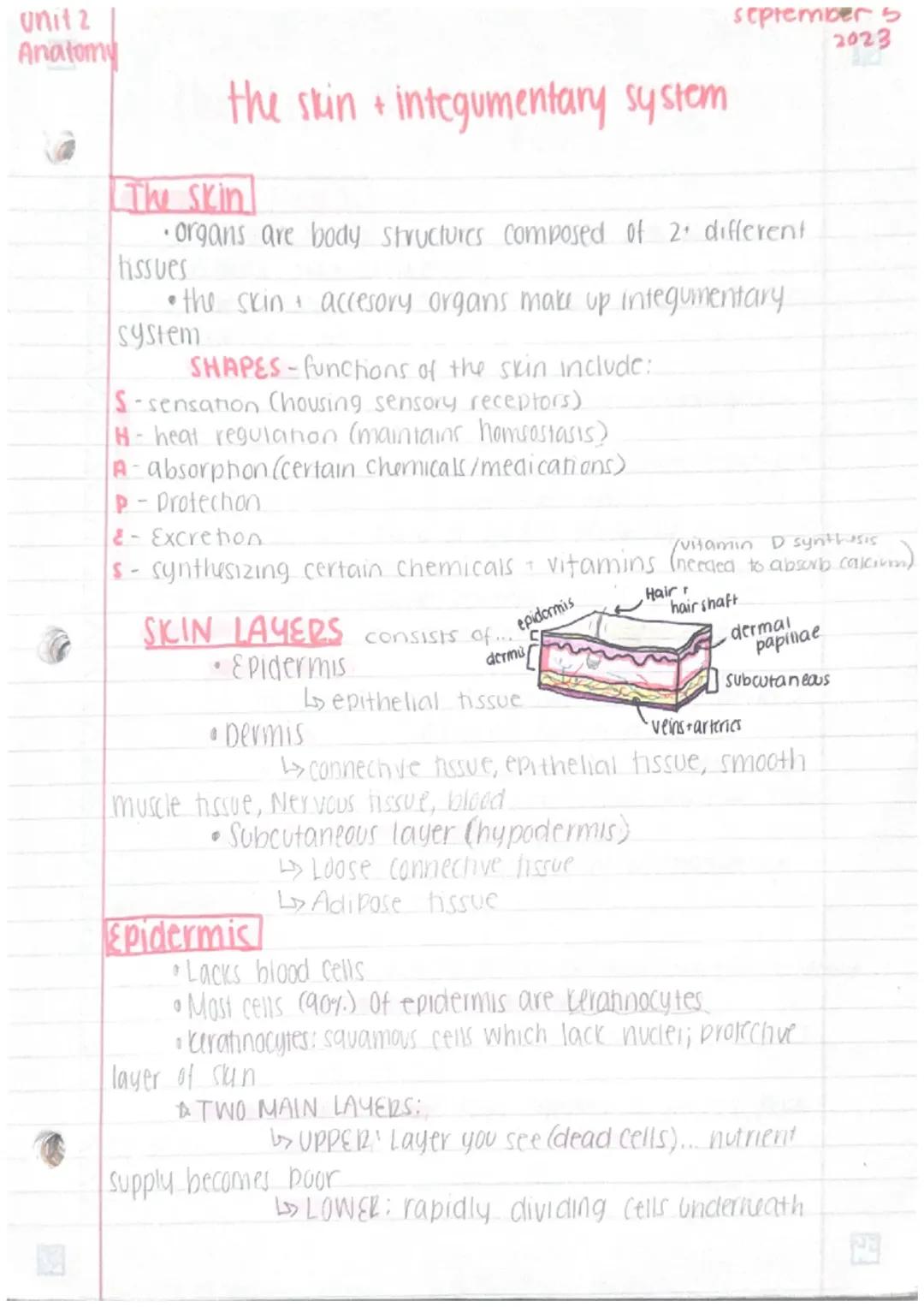 ANATOMY Unit 2: Integumentary System(Skin)
