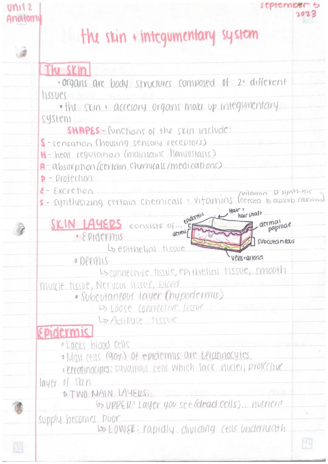 Unit 2
Anatomy
3
the skin +integumentary system
The skin
· organs are body structures composed of 2+ different
tissues
• the skin + accesory