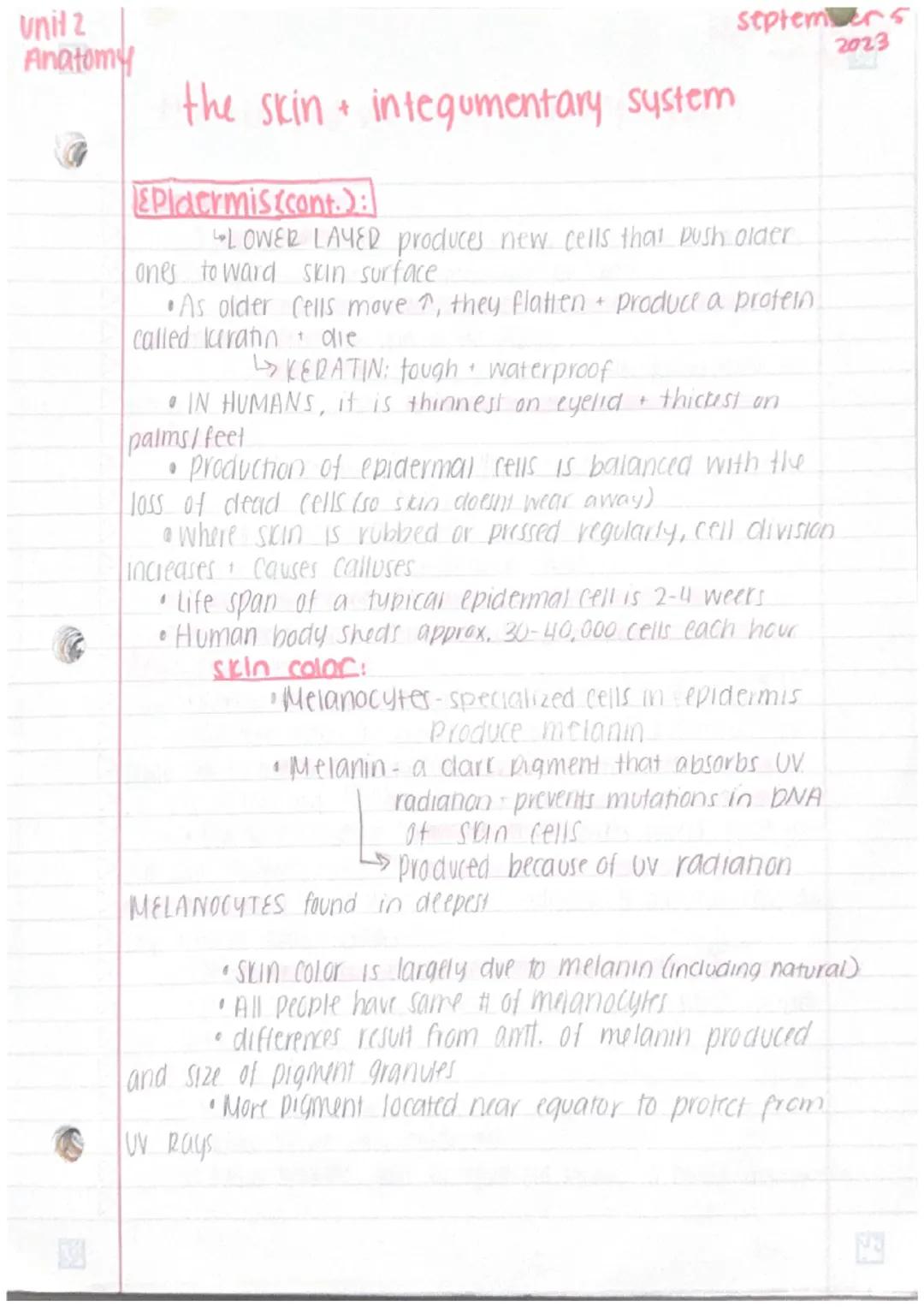 Unit 2
Anatomy
3
the skin +integumentary system
The skin
· organs are body structures composed of 2+ different
tissues
• the skin + accesory