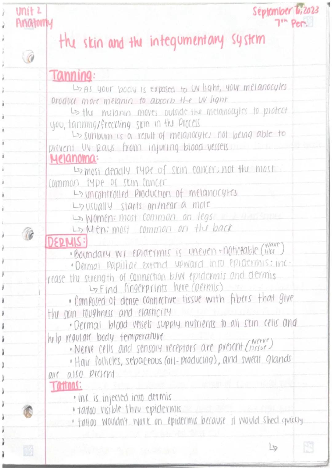 Unit 2
Anatomy
3
the skin +integumentary system
The skin
· organs are body structures composed of 2+ different
tissues
• the skin + accesory
