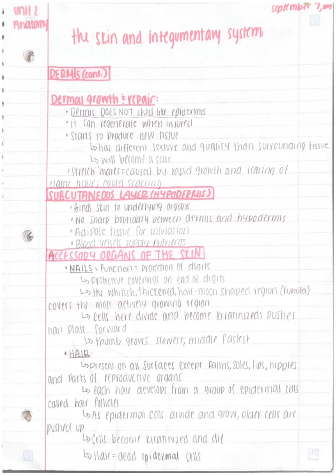 Unit 2
Anatomy
3
the skin +integumentary system
The skin
· organs are body structures composed of 2+ different
tissues
• the skin + accesory