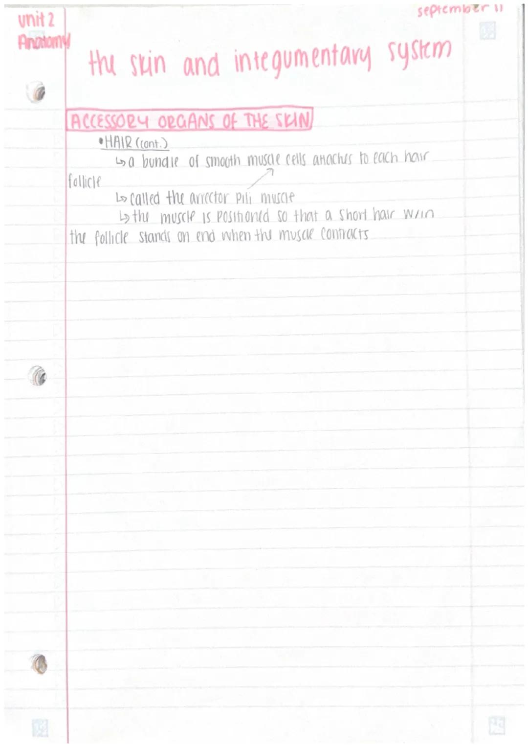 Unit 2
Anatomy
3
the skin +integumentary system
The skin
· organs are body structures composed of 2+ different
tissues
• the skin + accesory