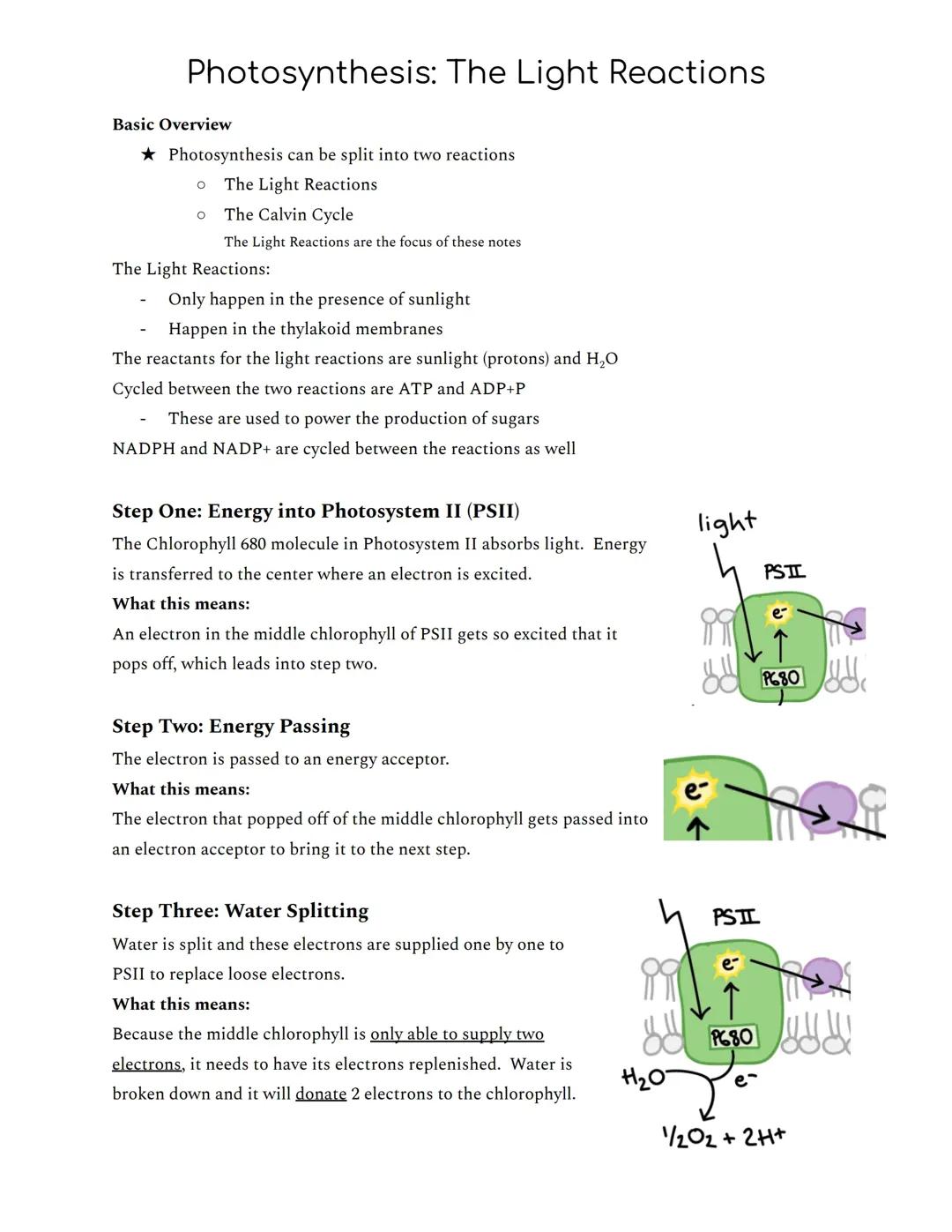 Photosynthesis: The Light Reactions