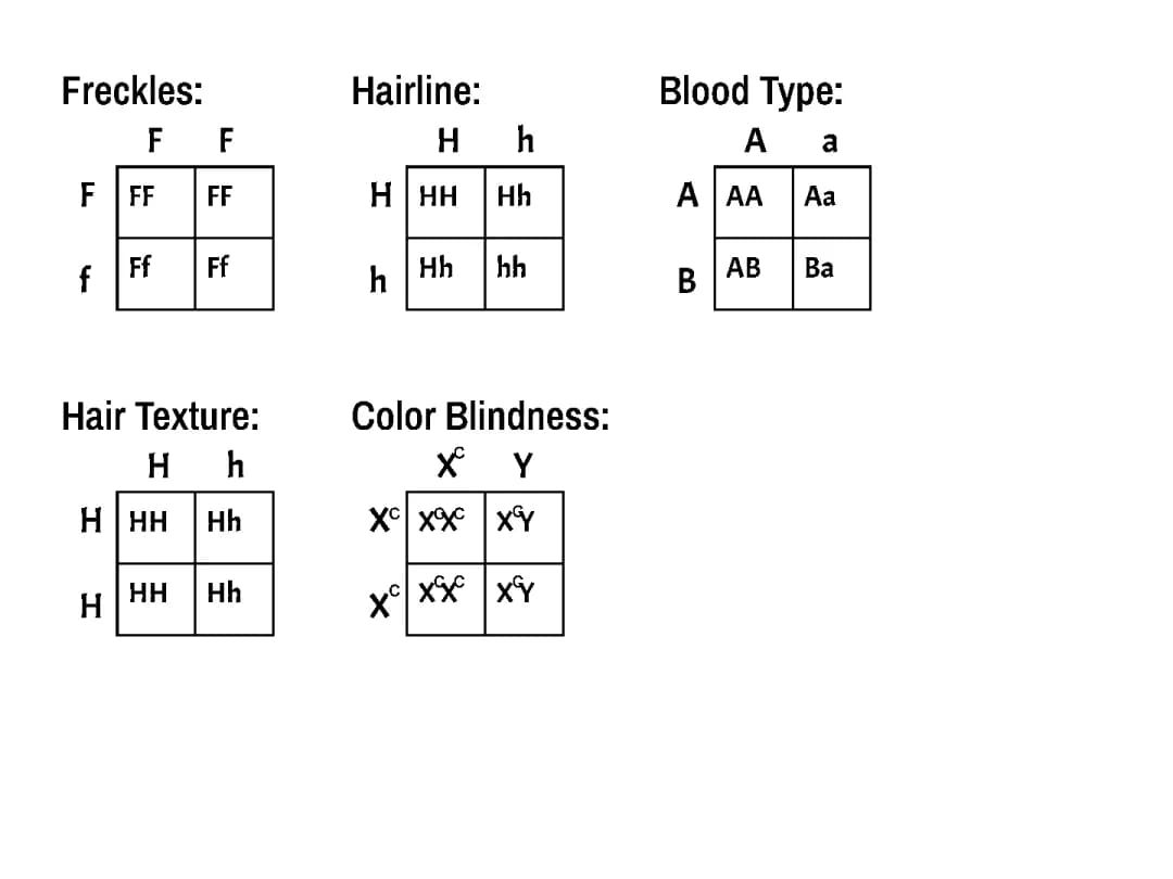 Punnett Square Examples