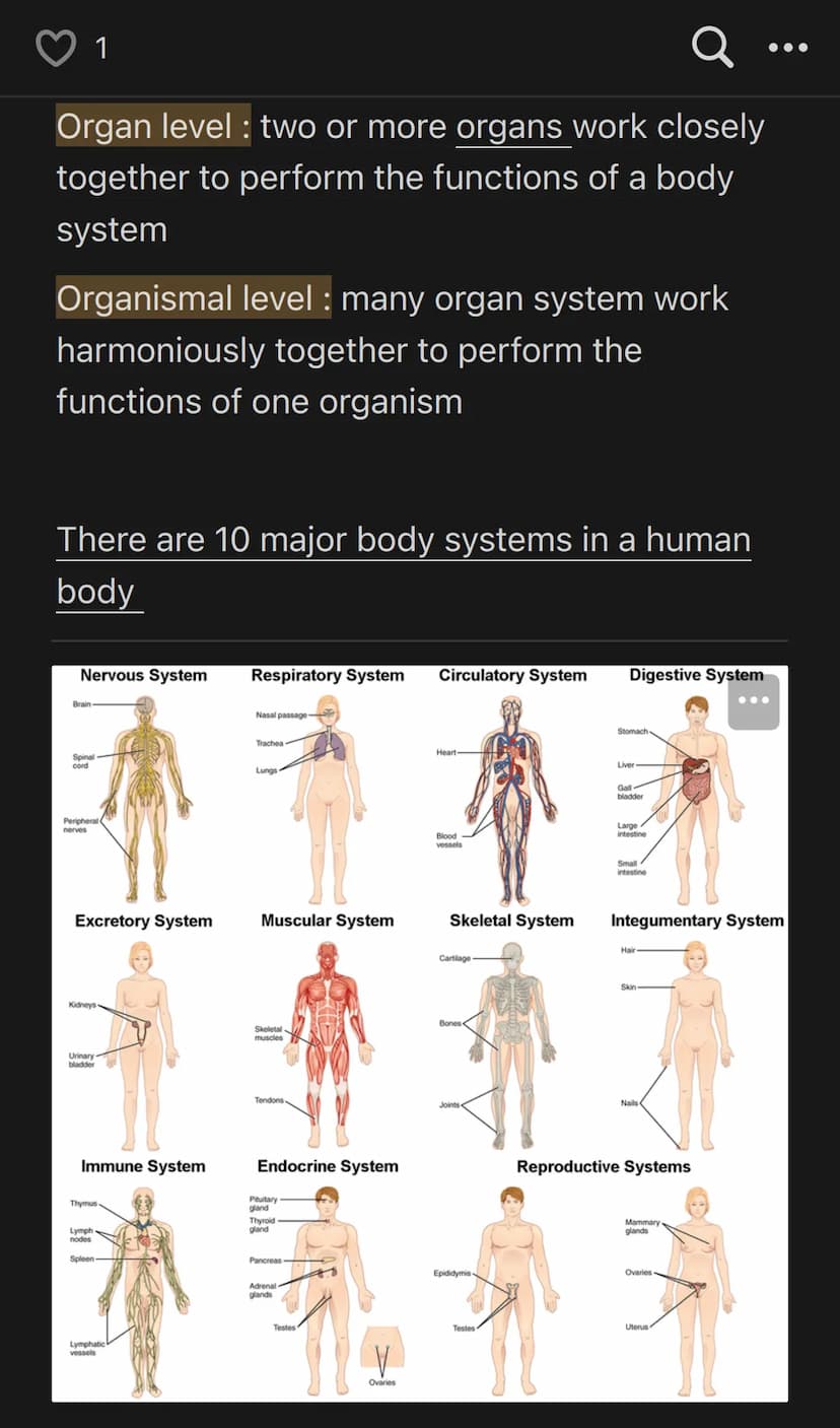 1
Q.
Anatomy & Physiology V1 / 3
Chapter 1: Introduction to the Human Body
1.1 | Overview of Anatomy and Physiology
Anatomy = structure
Huma