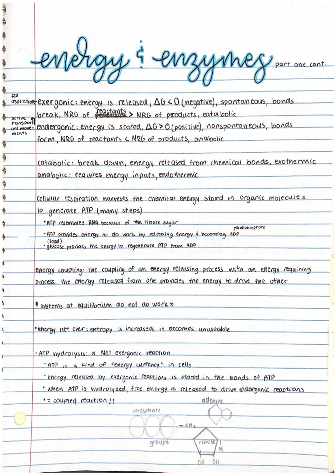 9
4
energy & enzymez-
cell
respiration exergonic: energy is released, AG <0 (negative), spontaneous, bonds
break, NRG of reactants > NRG of 