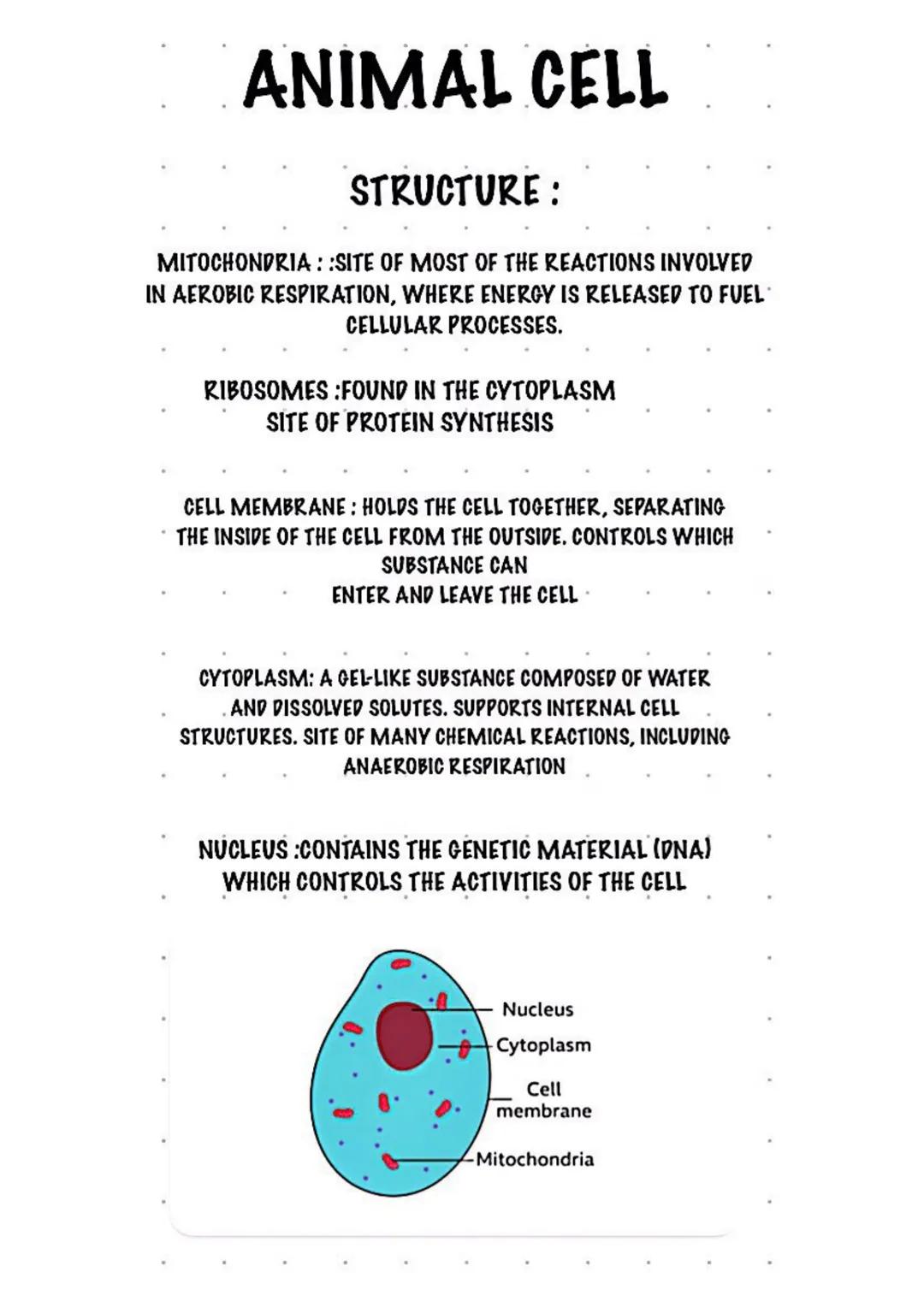 BIOLOGY - animal cell structure + functions 