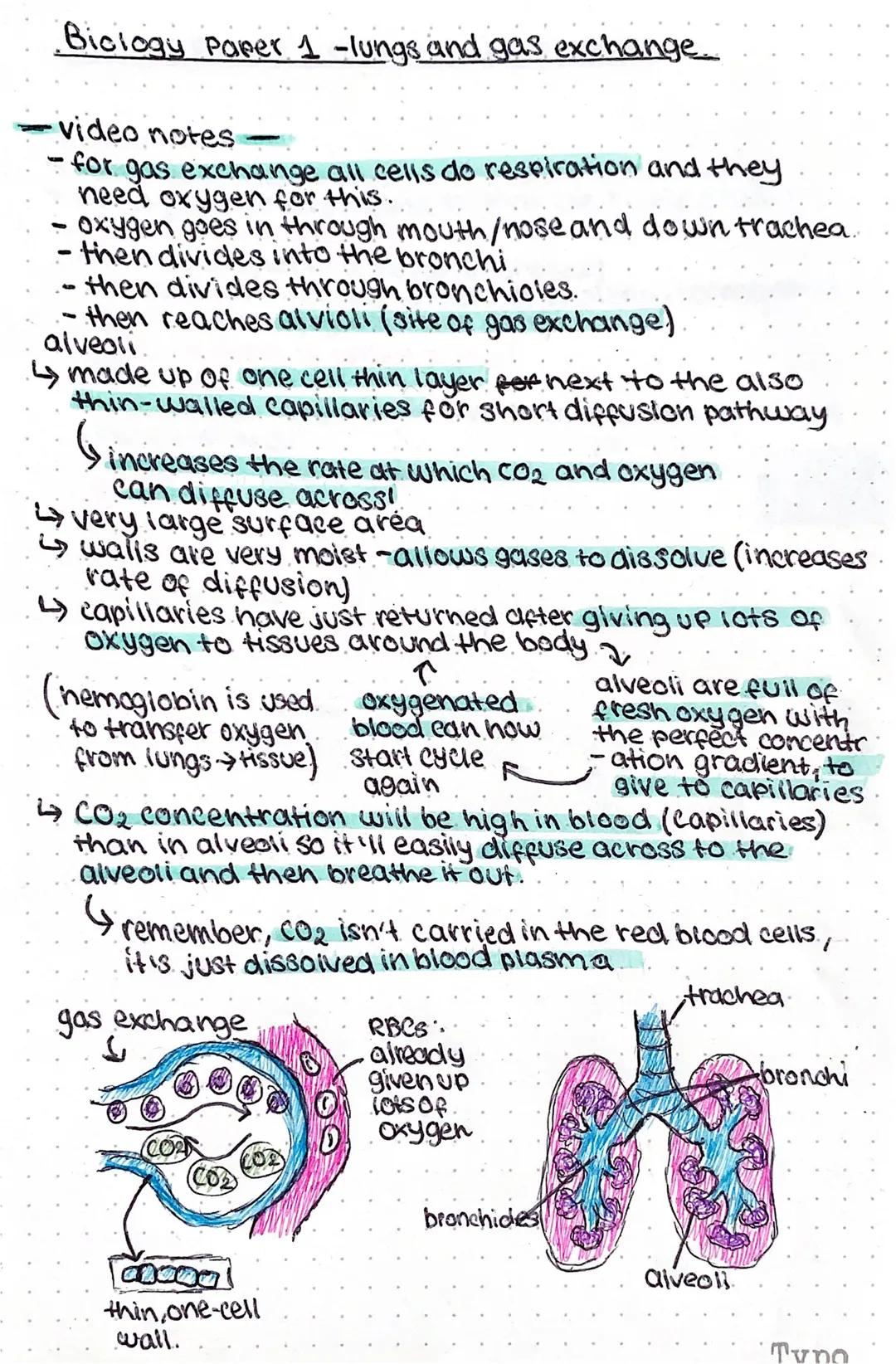 Biology Paper 1 -lungs and gas exchange.....

- video notes -
- for gas exchange all cells do respiration and they
need oxygen for this.
- o